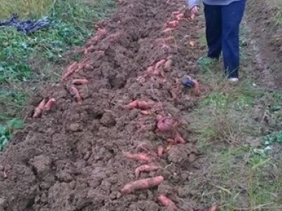 Vađenje batata Vađenje batata