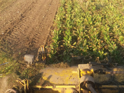 Vađenje šećerne repe Vađenje šećerne repe