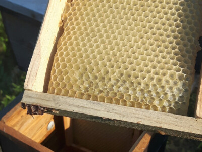 Počinje nova pčelarska godina Počinje nova pčelarska godina