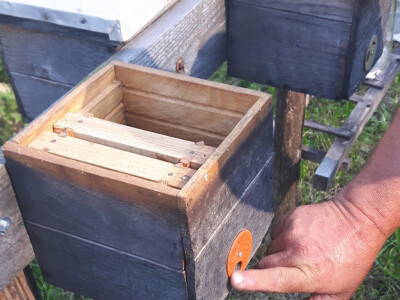 Počinje nova pčelarska godina Počinje nova pčelarska godina