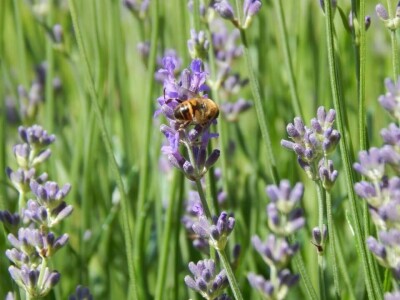 Opojni miris lavande iz Daruvara širi se Banjalukom