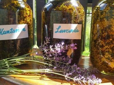 Opojni miris lavande iz Daruvara širi se Banjalukom