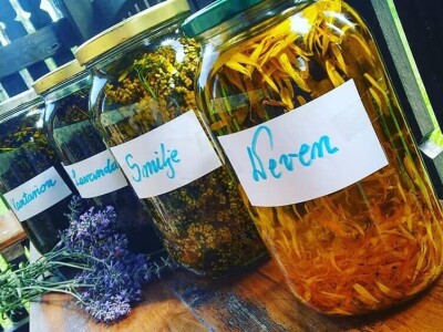 Opojni miris lavande iz Daruvara širi se Banjalukom