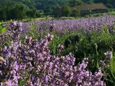 Opojni miris lavande iz Daruvara širi se Banjalukom