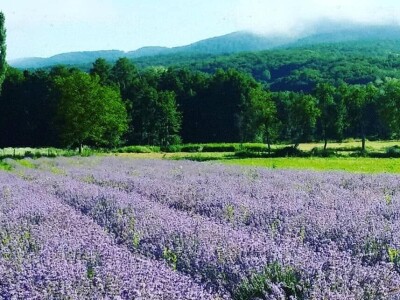 Opojni miris lavande iz Daruvara širi se Banjalukom