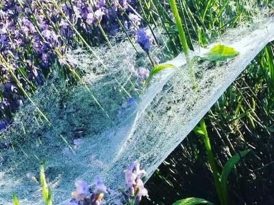 Opojni miris lavande iz Daruvara širi se Banjalukom