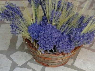 Opojni miris lavande iz Daruvara širi se Banjalukom