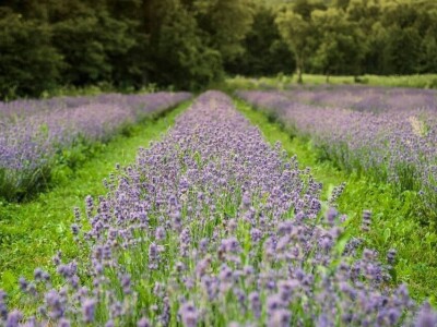 Opojni miris lavande iz Daruvara širi se Banjalukom