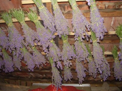 Opojni miris lavande iz Daruvara širi se Banjalukom