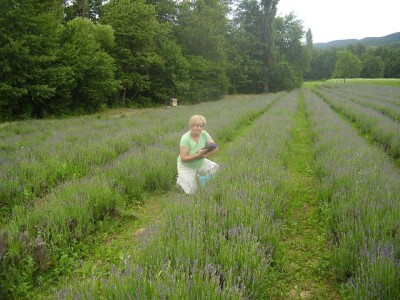 Opojni miris lavande iz Daruvara širi se Banjalukom