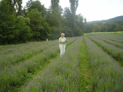 Opojni miris lavande iz Daruvara širi se Banjalukom