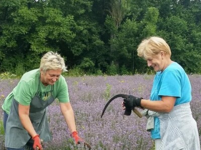 Opojni miris lavande iz Daruvara širi se Banjalukom