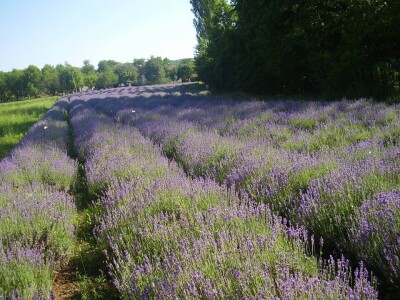 Opojni miris lavande iz Daruvara širi se Banjalukom