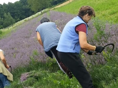 Opojni miris lavande iz Daruvara širi se Banjalukom