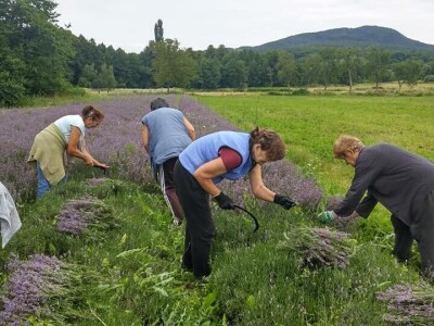 Opojni miris lavande iz Daruvara širi se Banjalukom