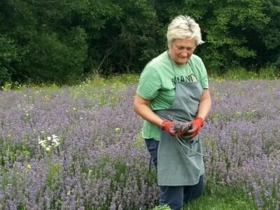 Opojni miris lavande iz Daruvara širi se Banjalukom