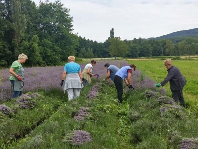 Opojni miris lavande iz Daruvara širi se Banjalukom