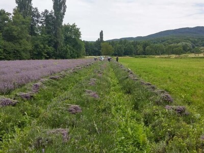 Opojni miris lavande iz Daruvara širi se Banjalukom