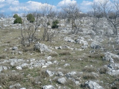 Opožareni dalmatinski krš