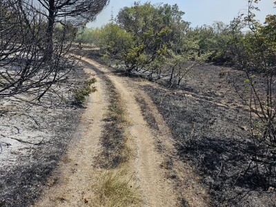 Opožareni vinogradi i maslinik Ante Sladića