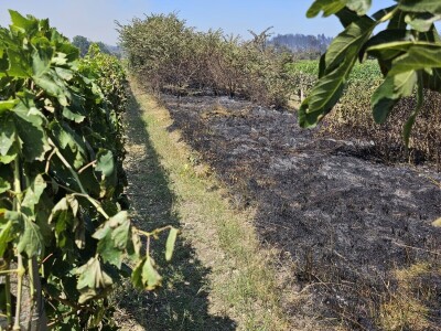 Opožareni vinogradi i maslinik Ante Sladića