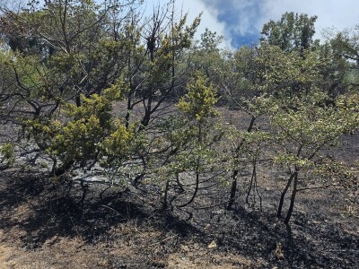 Opožareni vinogradi i maslinik Ante Sladića