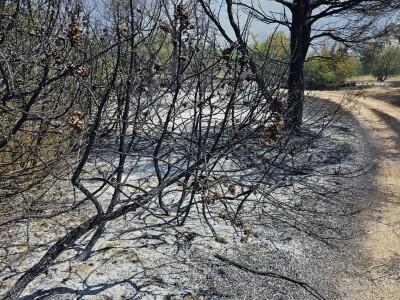 Opožareni vinogradi i maslinik Ante Sladića
