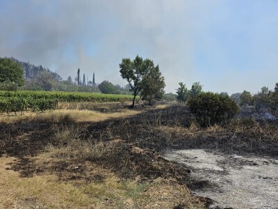 Opožareni vinogradi i maslinik Ante Sladića