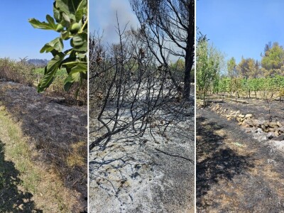 Opožareni vinogradi i maslinik Ante Sladića