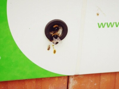 Oprašivanje borovnice bumbarima