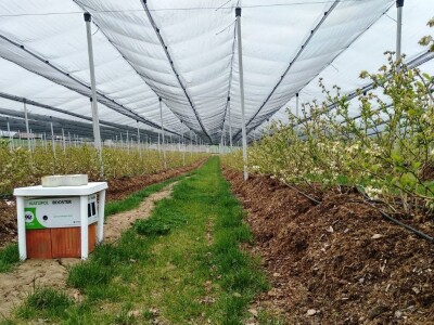 Oprašivanje borovnice bumbarima