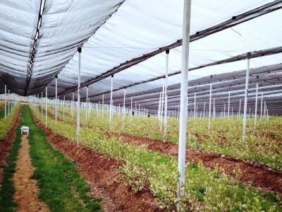 Oprašivanje borovnice bumbarima