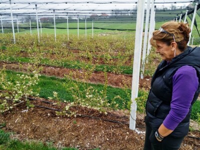 Oprašivanje borovnice bumbarima