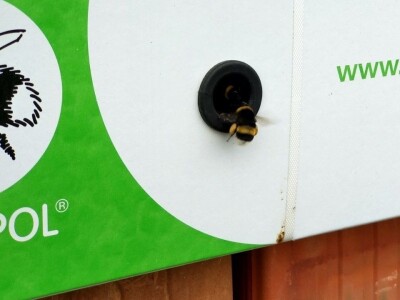 Oprašivanje borovnice bumbarima