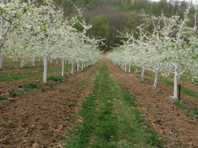 Oprašivanje voćarskih kultura Oprašivanje voćarskih kultura