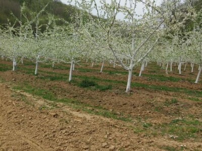 Oprašivanje voćarskih kultura Oprašivanje voćarskih kultura