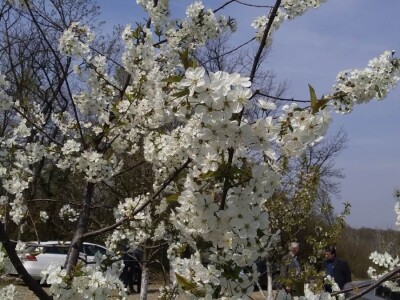 Oprašivanje voćarskih kultura Oprašivanje voćarskih kultura