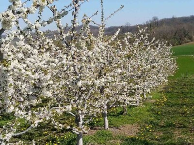 Oprašivanje voćarskih kultura Oprašivanje voćarskih kultura