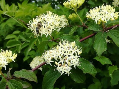 Oprašivanje voćarskih kultura Oprašivanje voćarskih kultura