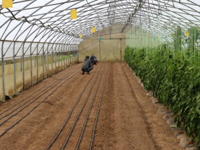 Opšta poljoprivredna zadruga "Agrofood" Bratunac