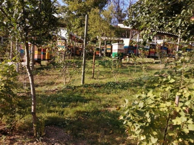 Opstanak pčelarenja u eri ekstremnih klimatskih pojava