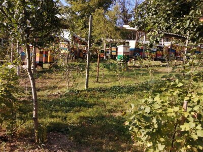 Opstanak pčelarenja u eri ekstremnih klimatskih pojava Opstanak pčelarenja u eri ekstremnih klimatskih pojava