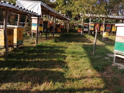 Opstanak pčelarenja u eri ekstremnih klimatskih pojava Opstanak pčelarenja u eri ekstremnih klimatskih pojava