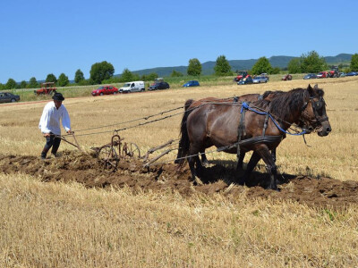 Natjecanje u oranju u Biškupcima
