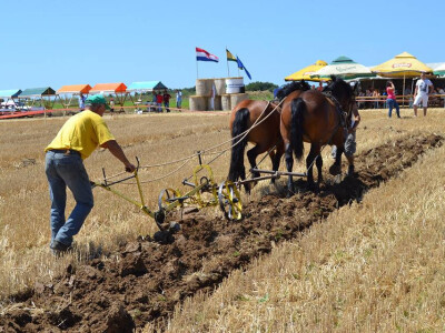 Natjecanje u oranju u Biškupcima