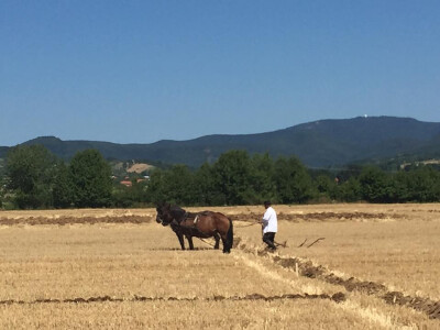 Natjecanje u oranju u Biškupcima