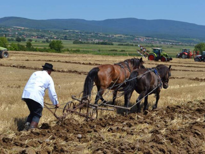Natjecanje u oranju u Biškupcima