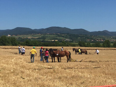 Natjecanje u oranju u Biškupcima