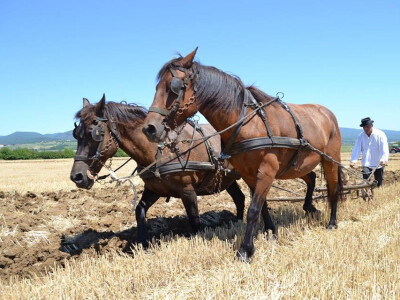 Natjecanje u oranju u Biškupcima