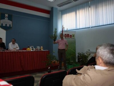 Podjela sadnica bosiljka